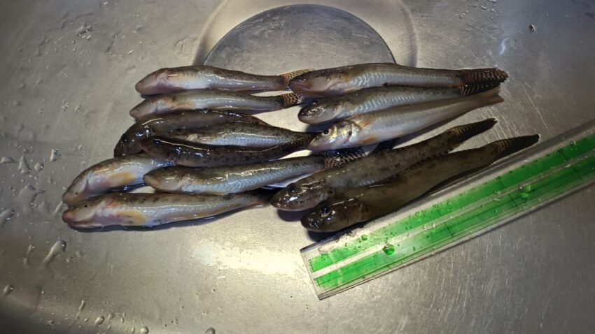 貝塚人工島水路でのキスとハゼの釣果