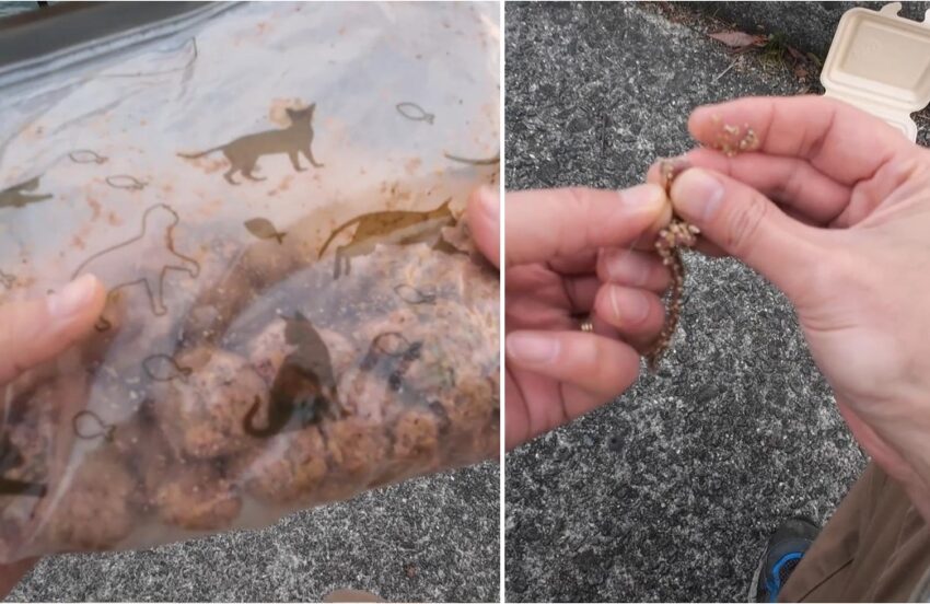 エサはアミエビダンゴと青イソメ