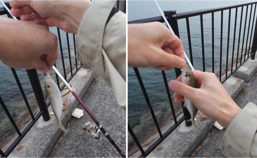 アジが3連続ヒット