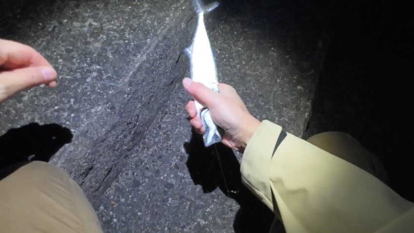 まずまずのサバ釣果