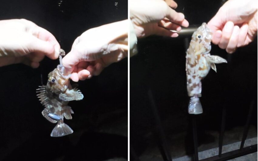 おまけ針にはガシラがヒット