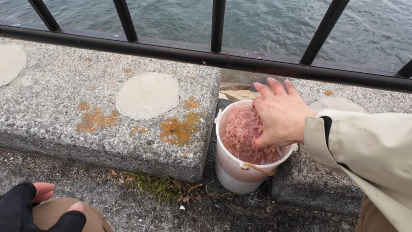 エサは冷凍のアミエビブロック