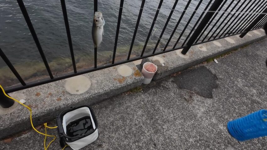 1投目からアジがヒット