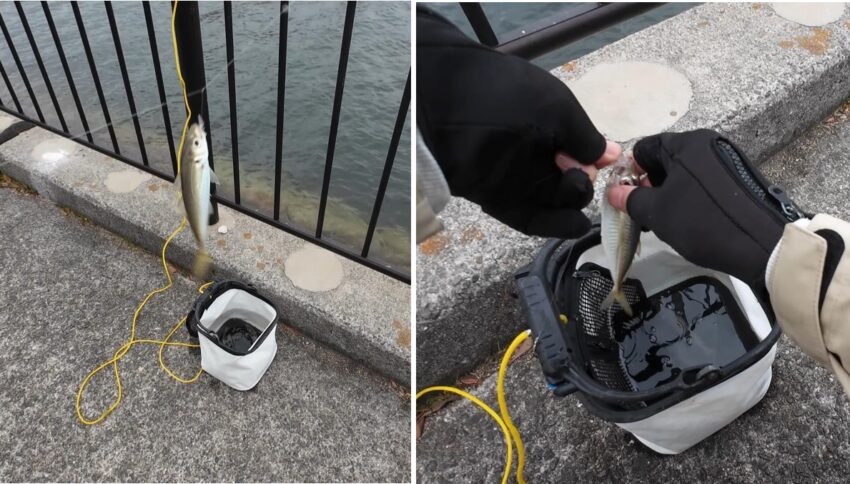 次々と釣れ上がるアジ