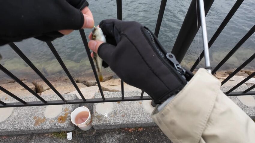 エサ取りのフグ