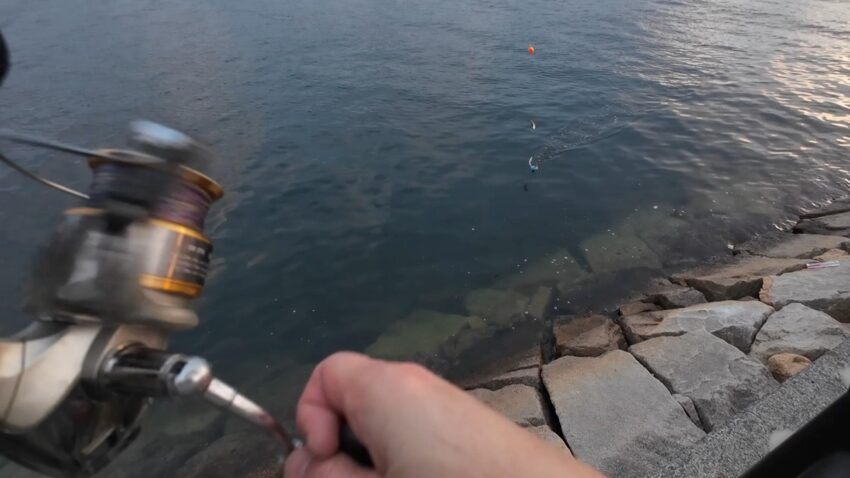 アジが爆釣状態