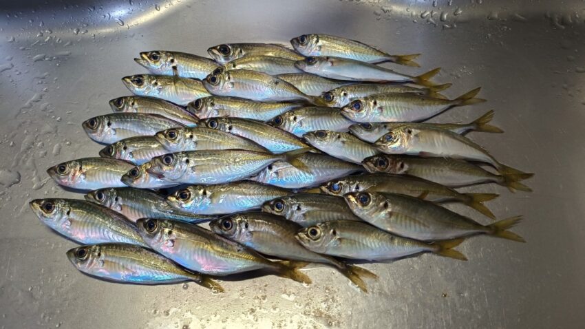 本日の貝塚人工島水路での釣果