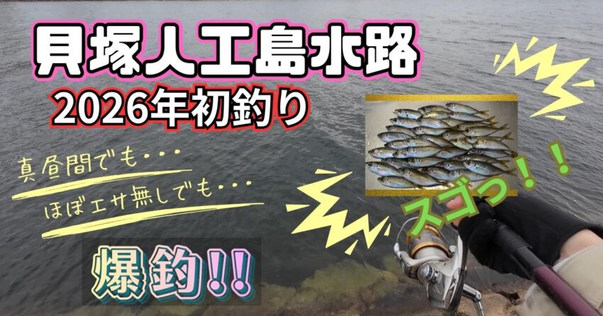 貝塚人工島水路でアジのサビキ釣り釣果