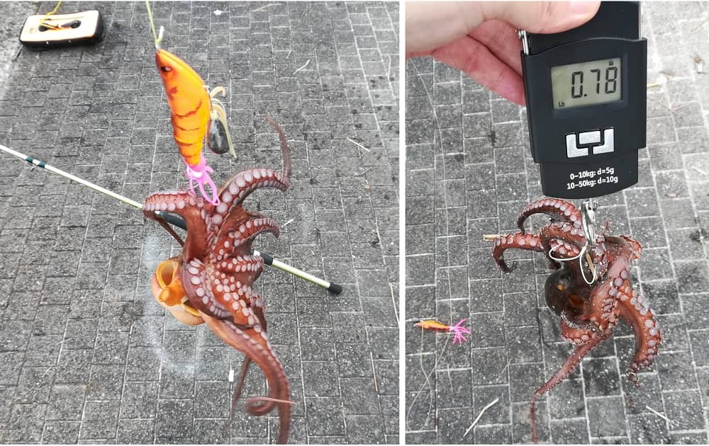 この時期ならマズマズ良型のマダコ
