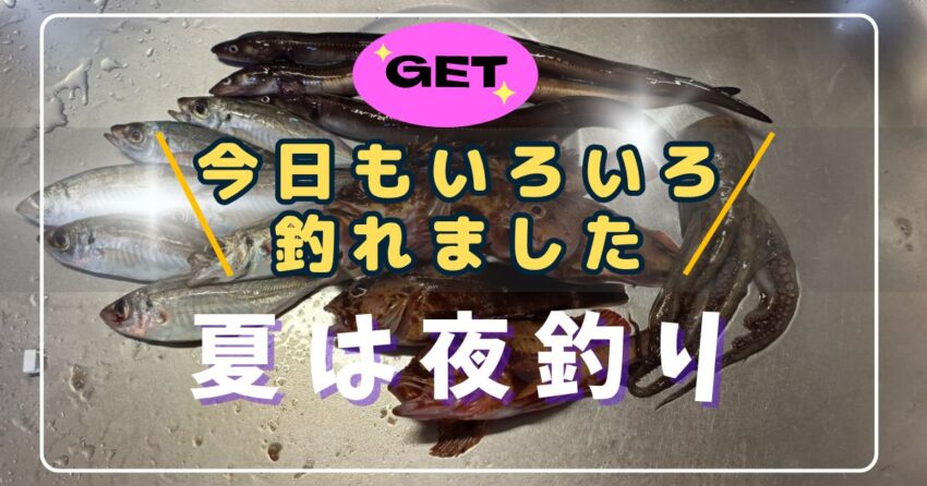 貝塚人工島での夜釣り釣果