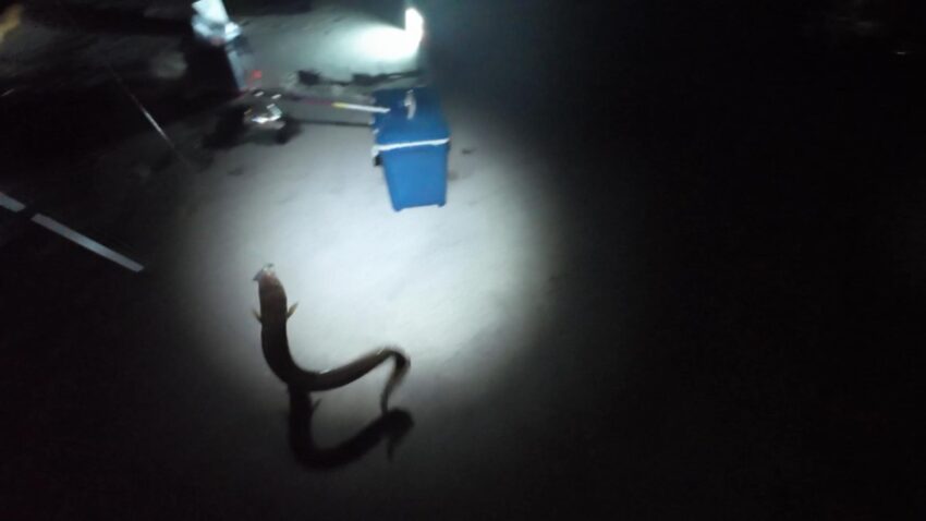 まずまずのアナゴ釣果