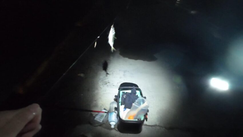 開始まもなくアジがヒット