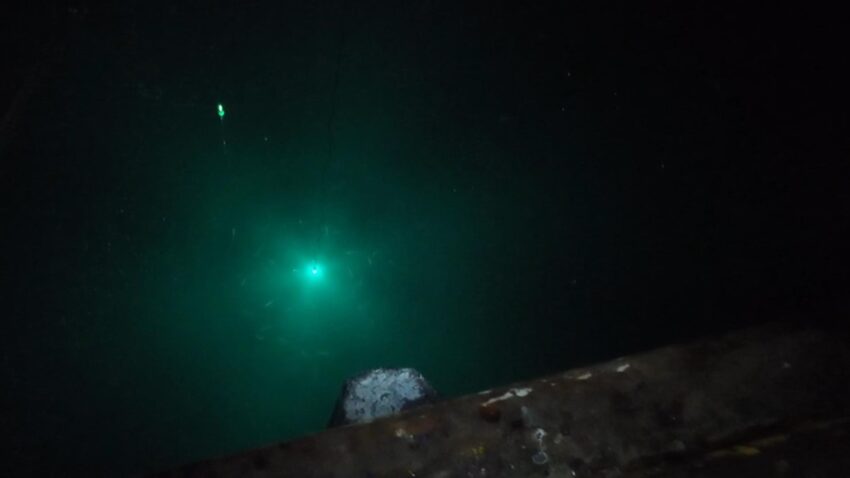 集魚灯付近に群がるイワシ