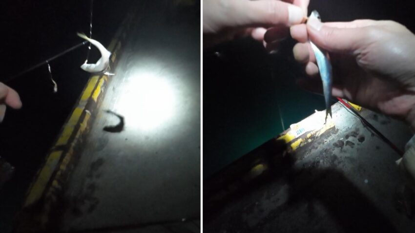 ほぼイワシの釣果でたまにアジ