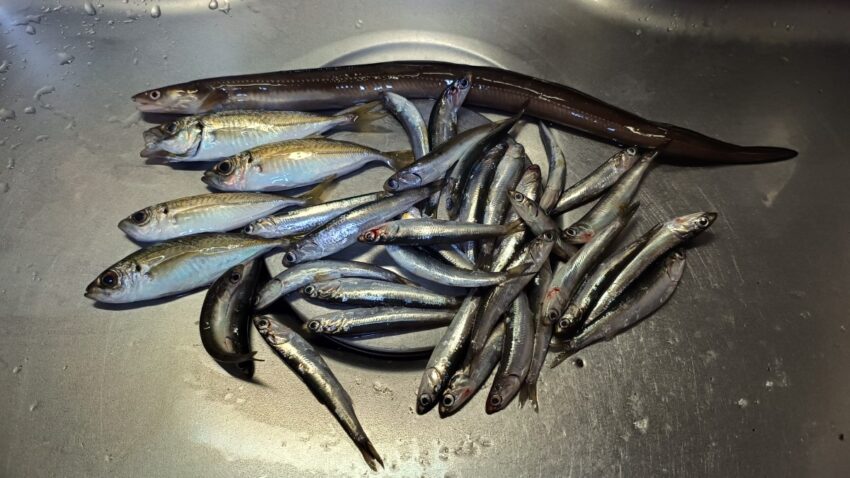 貝塚港でのイワシ・アジ・アナゴ釣果