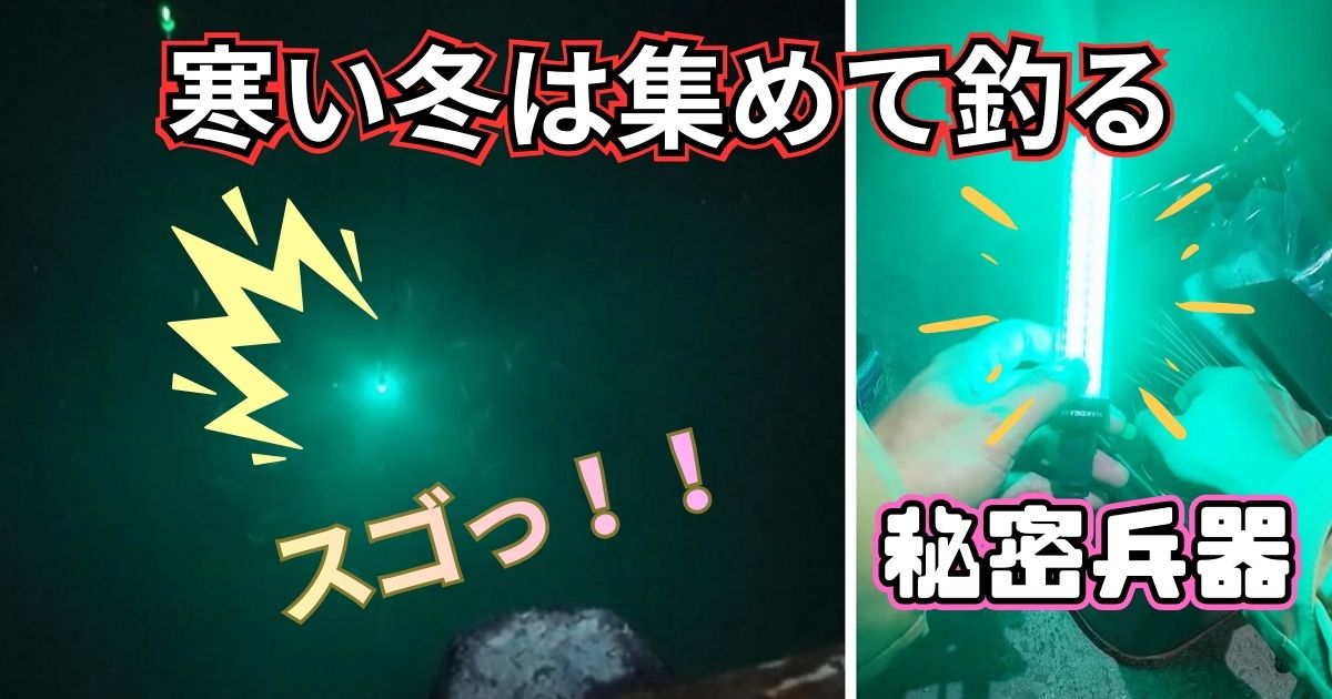 貝塚港で集魚灯を使ったサビキ釣り