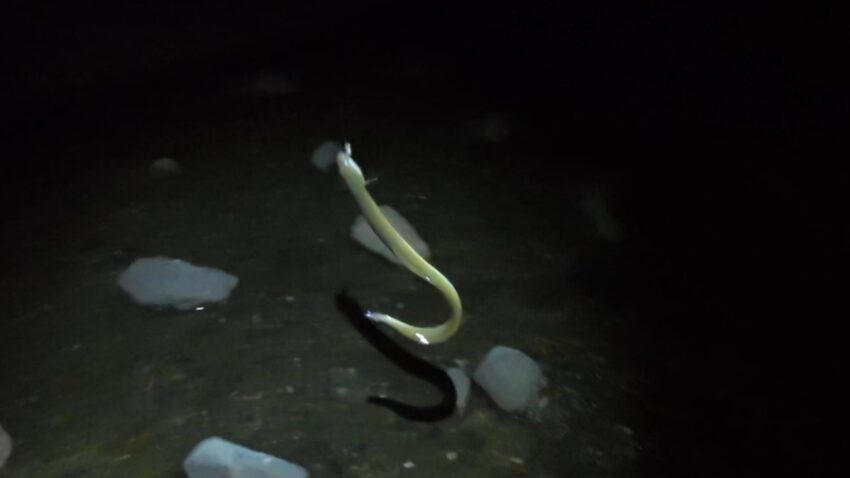 40cm程度のうなぎ釣果