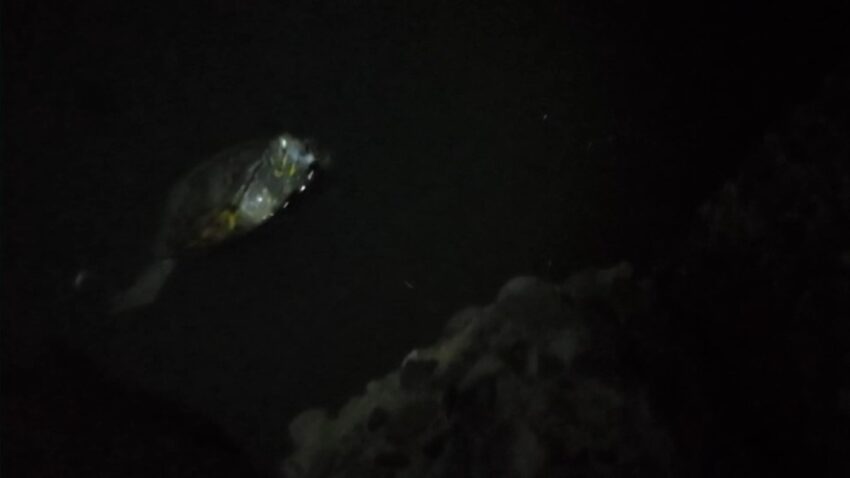 こんばんわ、カメです
