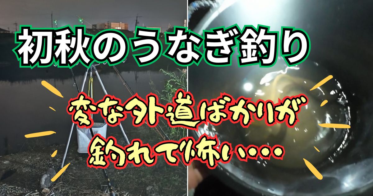 泉南の樫井川でのうなぎ釣り釣果