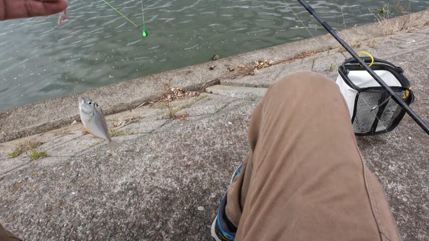 エサ取りのヒイラギ