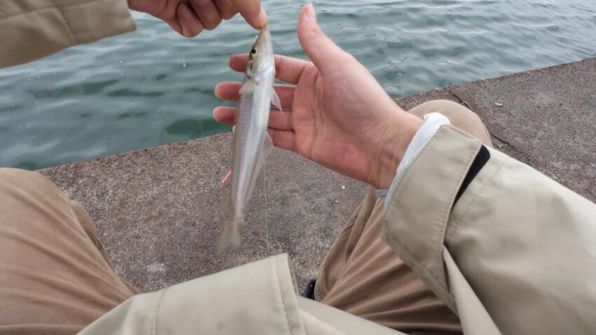 まずまずのキス釣果