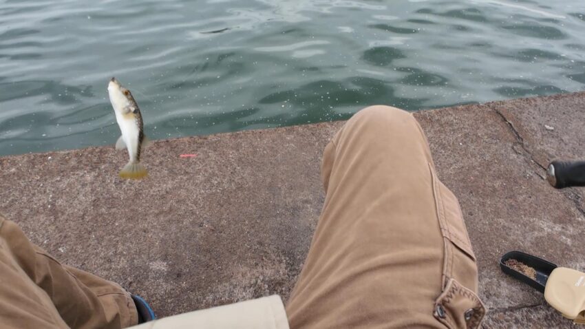 エサ取りのフグ