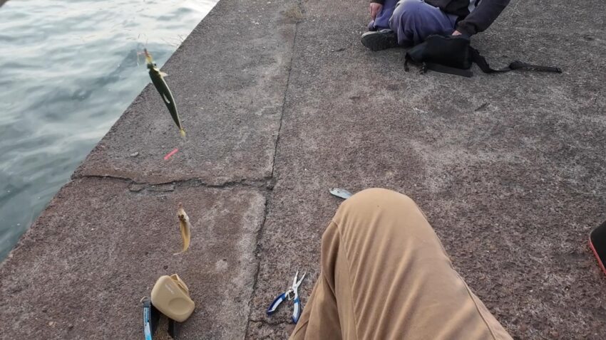 キスとイワシのダブルヒット