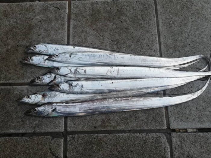 和歌山マリーナシティで太刀魚釣り 釣り場は混雑も鉄板の釣果 釣りのネタ帳