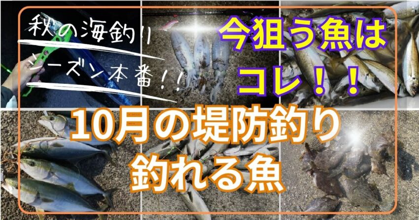 10月の堤防釣りで釣れる魚