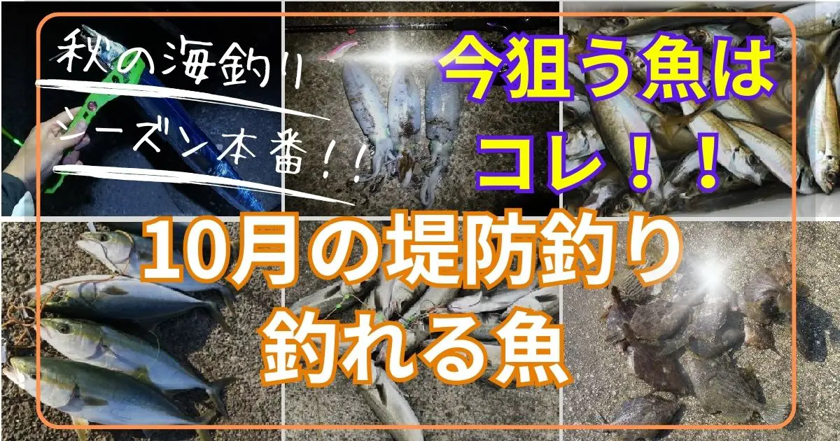 10月の堤防釣りで釣れる魚