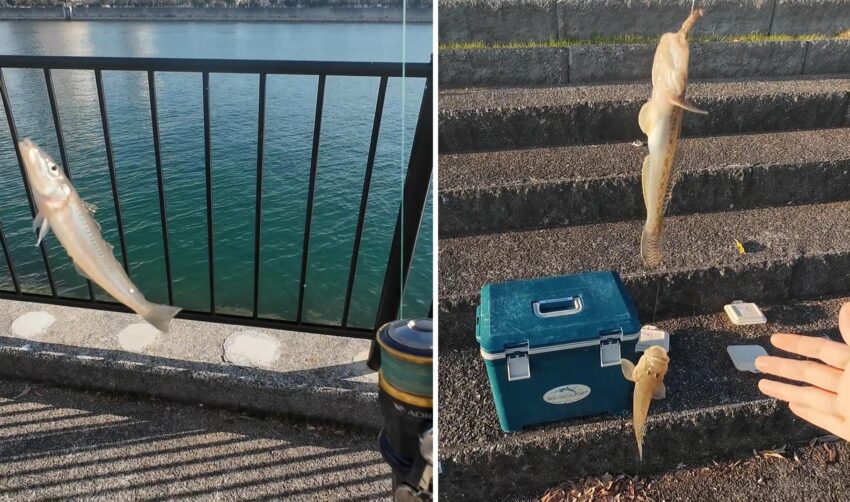 キスとハゼの釣果