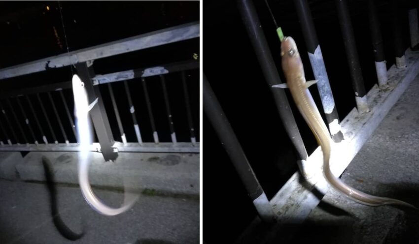 日暮れからアナゴが連続ヒット