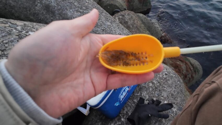 エサのシラサエビ