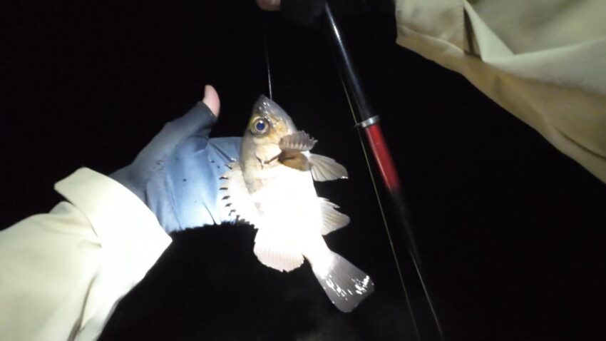 ファーストヒットは本命のメバル