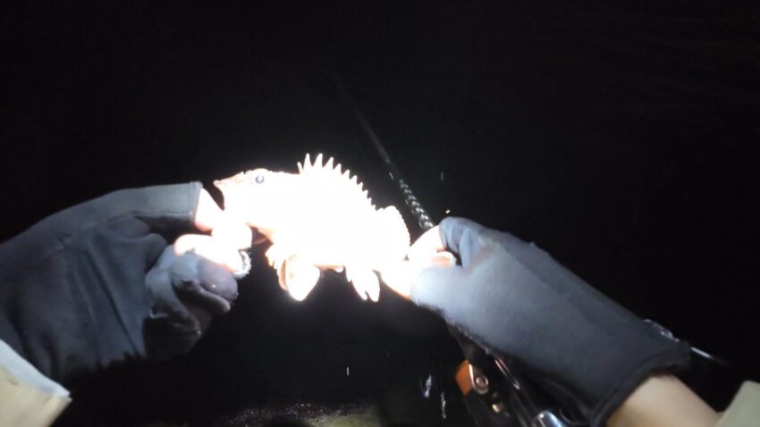 ぶっこみ釣りでガシラ釣果