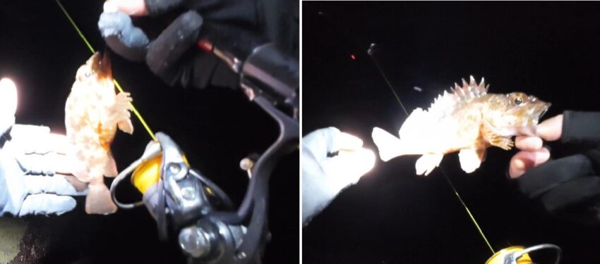 近投ではガシラがヒット