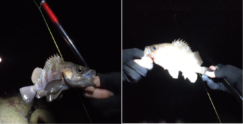 良型のメバルがヒット