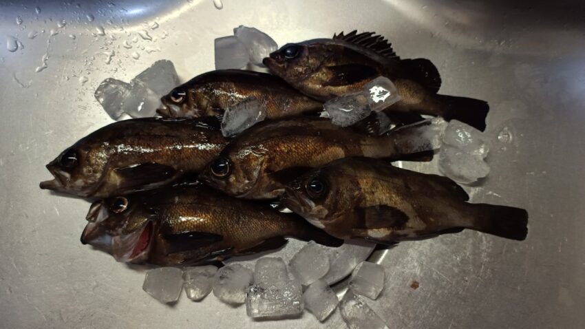 りんくうテトラでのメバル釣果
