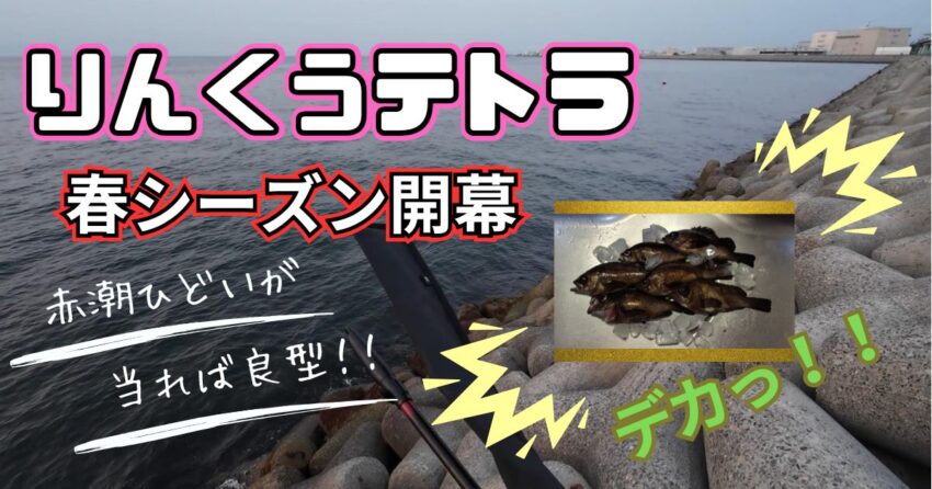 りんくうテトラでメバルのエビ撒き釣り釣果