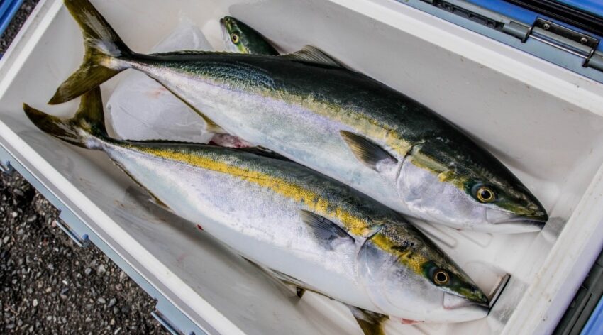 良型のハマチの数釣りも可能な9月