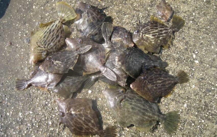 堤防釣りでは夏の終わりが良いカワハギ