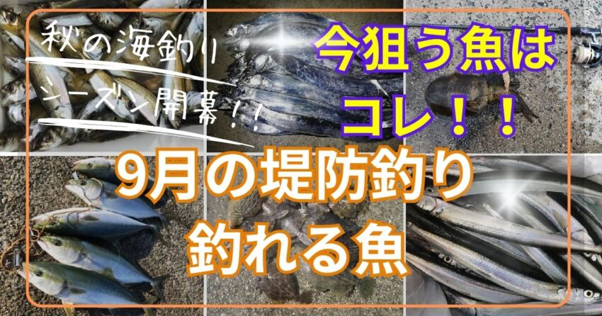 9月の堤防釣りで釣れる魚