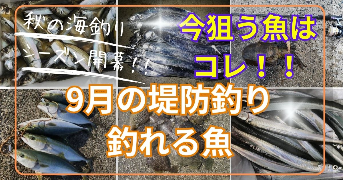 9月の堤防釣りで釣れる魚