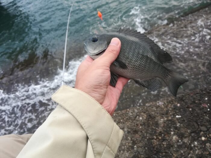 投げサビキでコッパグレ