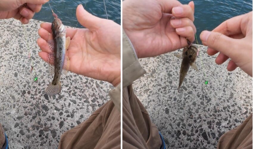 ひと夏を越して成長したハゼ