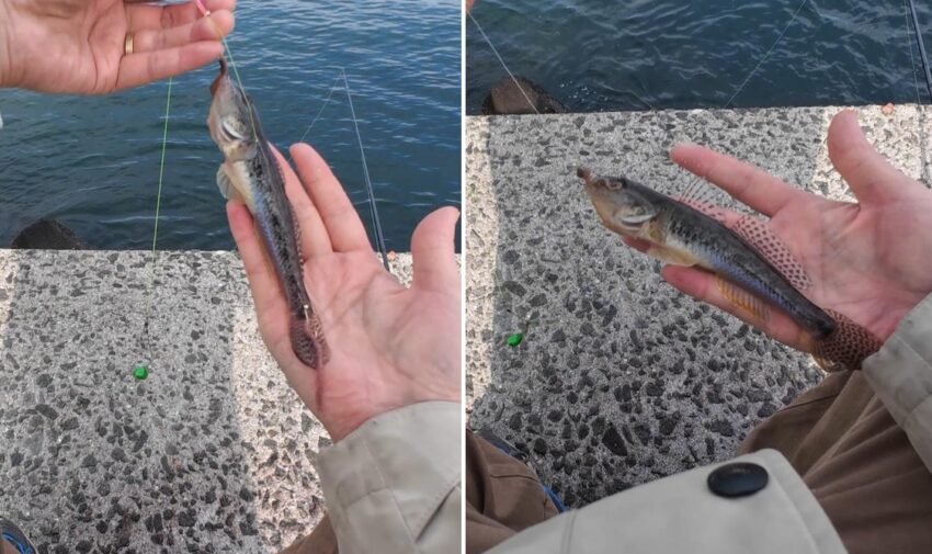 良型のハゼもヒット