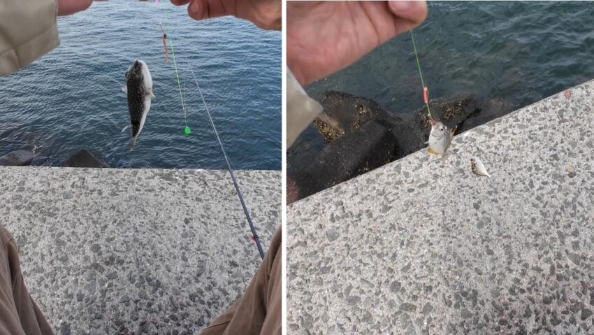 エサ取りのフグとヒイラギ