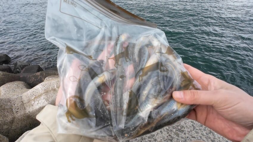 大津川河口でのハゼ釣り釣果