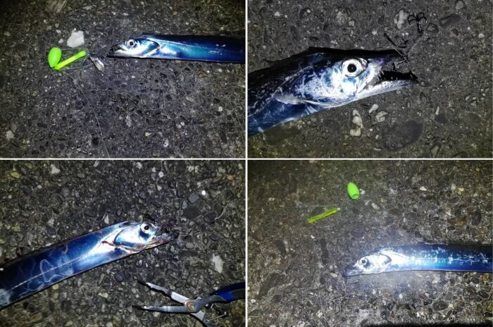 引き釣り(沈め釣り)で爆釣モード