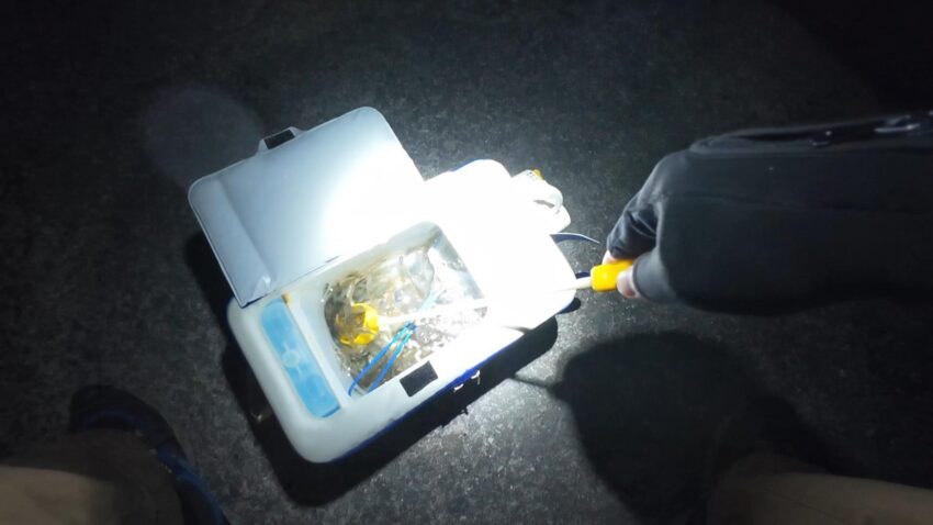 シラサエビとブツエビの混合